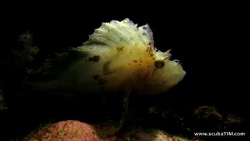 Canon s100 shooting on "manual" with handheld torch used... by Tim Ho 